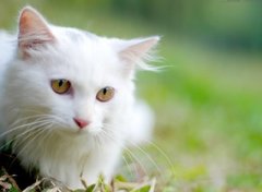 养宠物千万要注意否则容易得口腔病