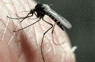 寨卡病毒到底有多大的危害 有什么症状？