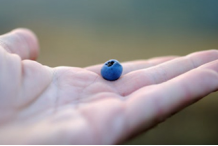 男人常吃这种水果战斗力想不强都难？