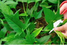 十种食物专减腰间赘肉帮你吃出小蛮腰？