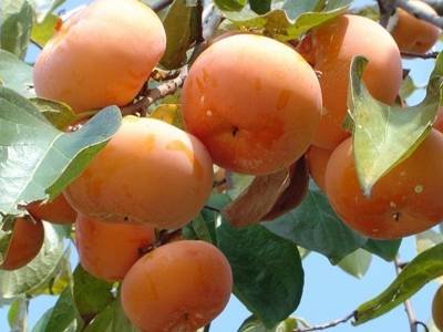 女人们减肥的时千万别吃这些水果