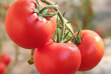 番茄这样吃的坏处有哪些