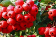 教给你生活中降血脂的简便方法