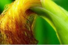 这物竟是治疗糖尿病的特效药？