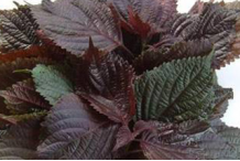 感冒了怎么办 多喝这物效果好？